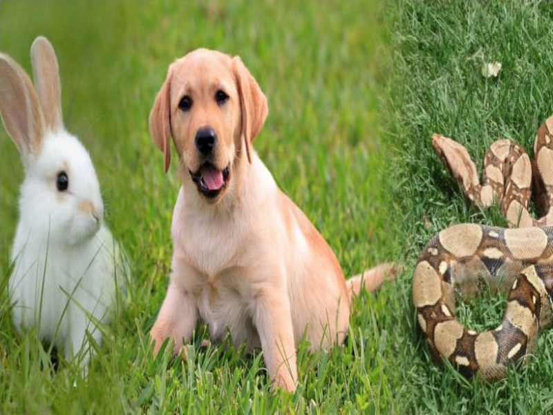 Animais selvagens e domesticas puzzle